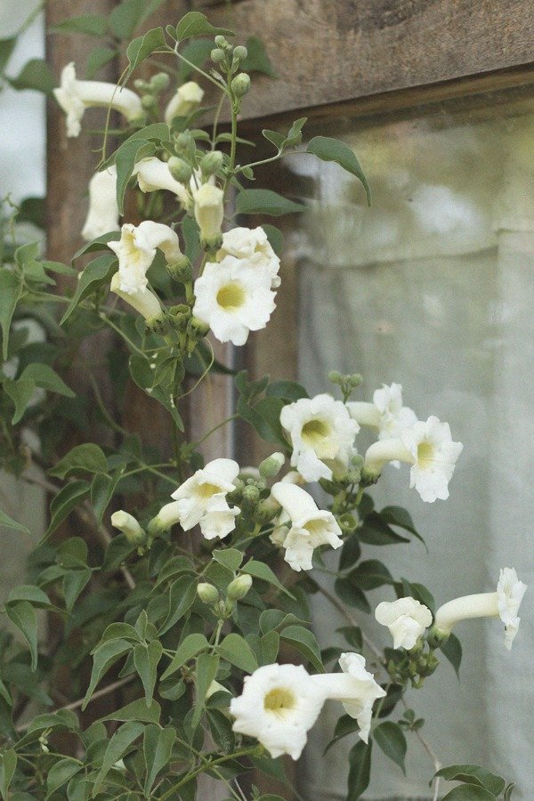 Producto - Amphilophium cynanchoides "Bignonia Blanca"