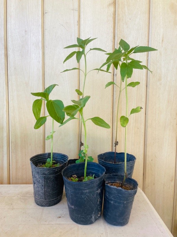 Miniatura de producto - 6