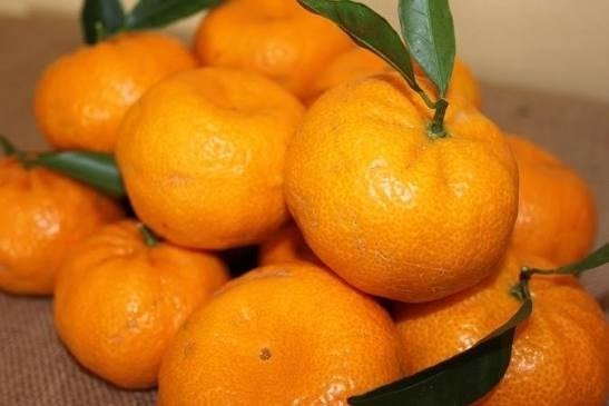 Producto - Mandarina Criolla x 1 kg. Finca Don Luis
