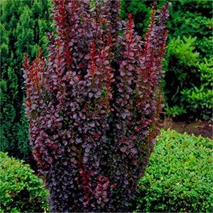 Producto - Berberis thunbergii 'Red Pillar'