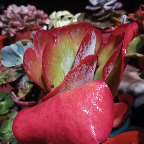 Producto - Kalanchoe thyrsiflora - 3
