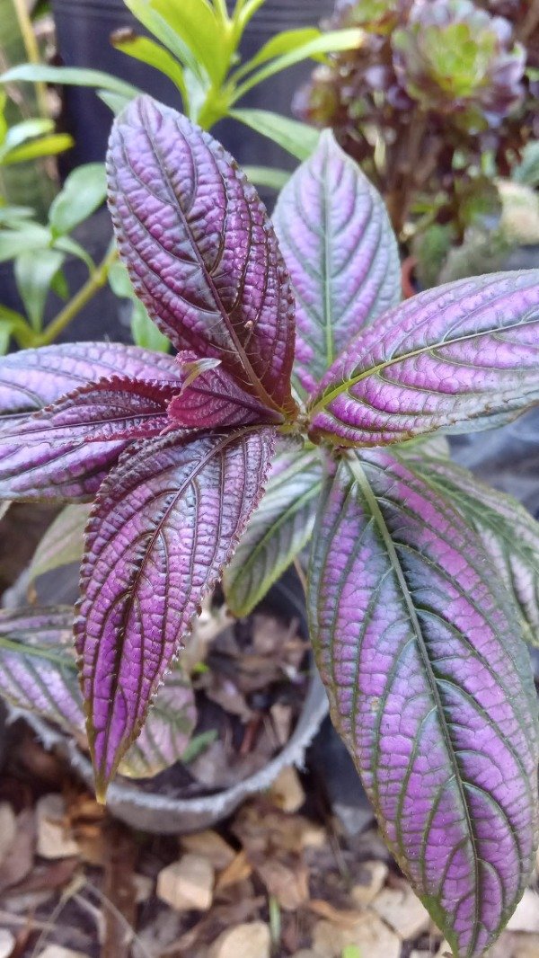 Producto - Escudo Persa (Strobilanthes) - 0