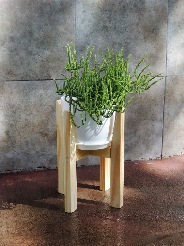 Producto - Crassula muscosa p32