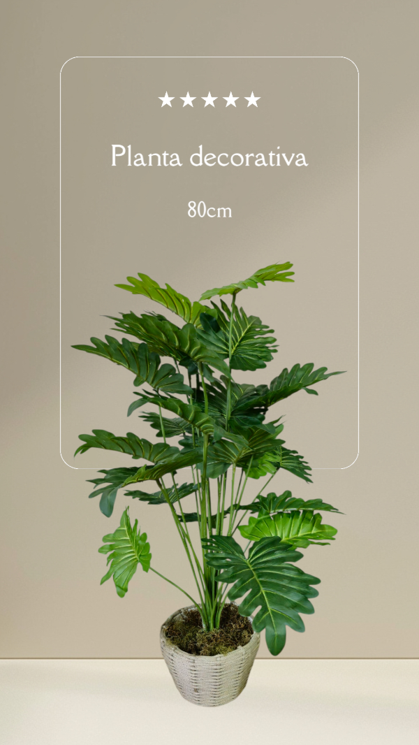 Producto - Planta decorativa