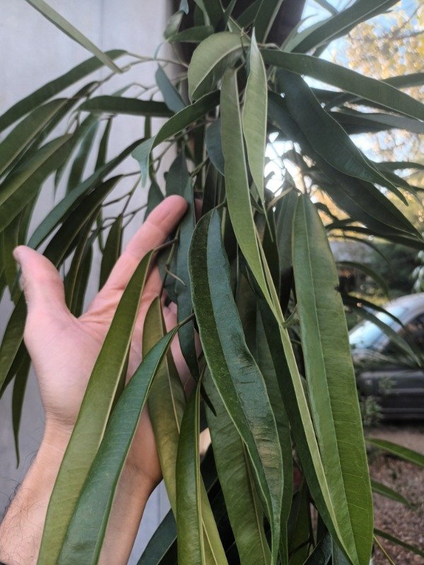 Producto - Ficus Alí - 0