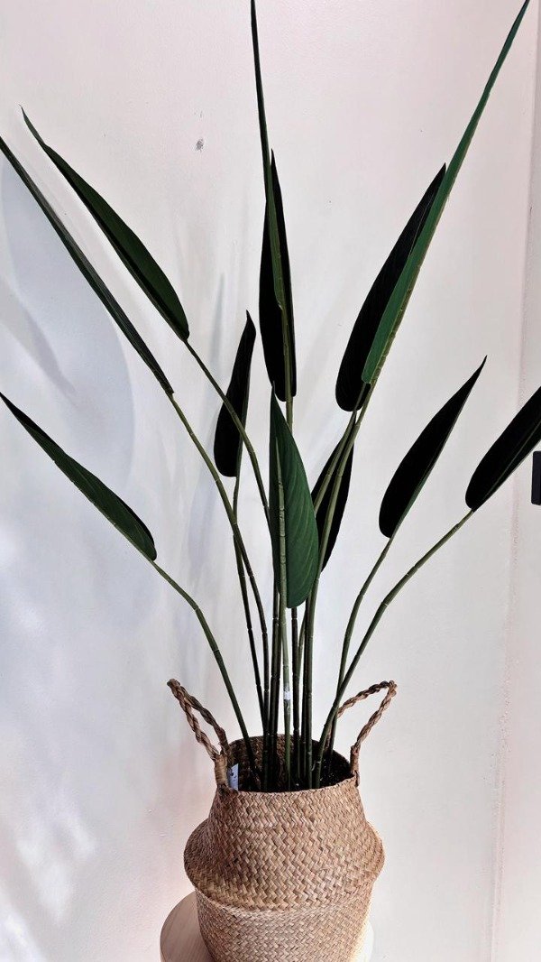 Producto - Planta Strelitzia