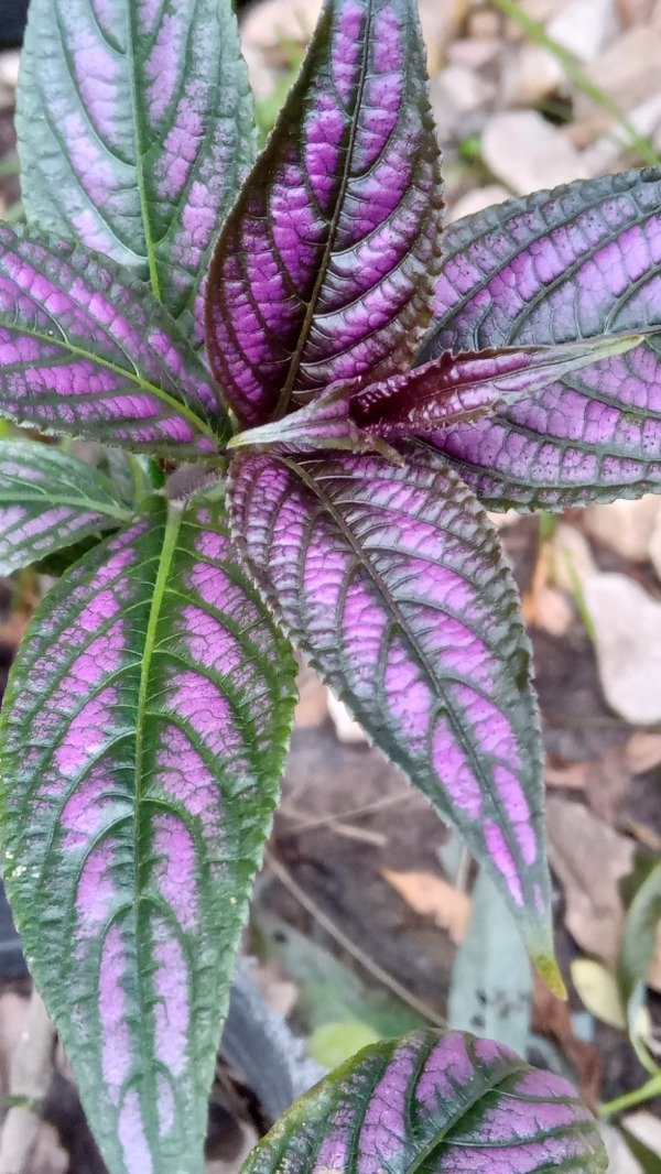 Producto - Escudo Persa (Strobilanthes) - 1