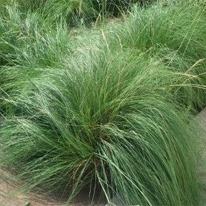 Producto - Eragrostis curvula (Pasto llorón)