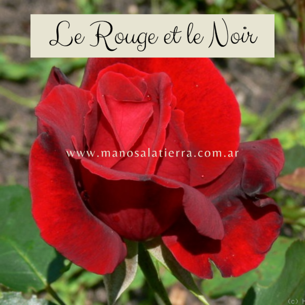 Producto - Rosal Le Rouge et le Noir