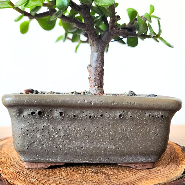 Bonsai mame "estilo escoba" Portulacaria afra Taller de bonsai