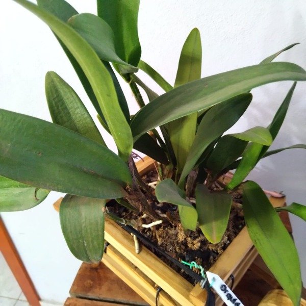 Producto - Blc Nobiles Bruno Bruno - 1