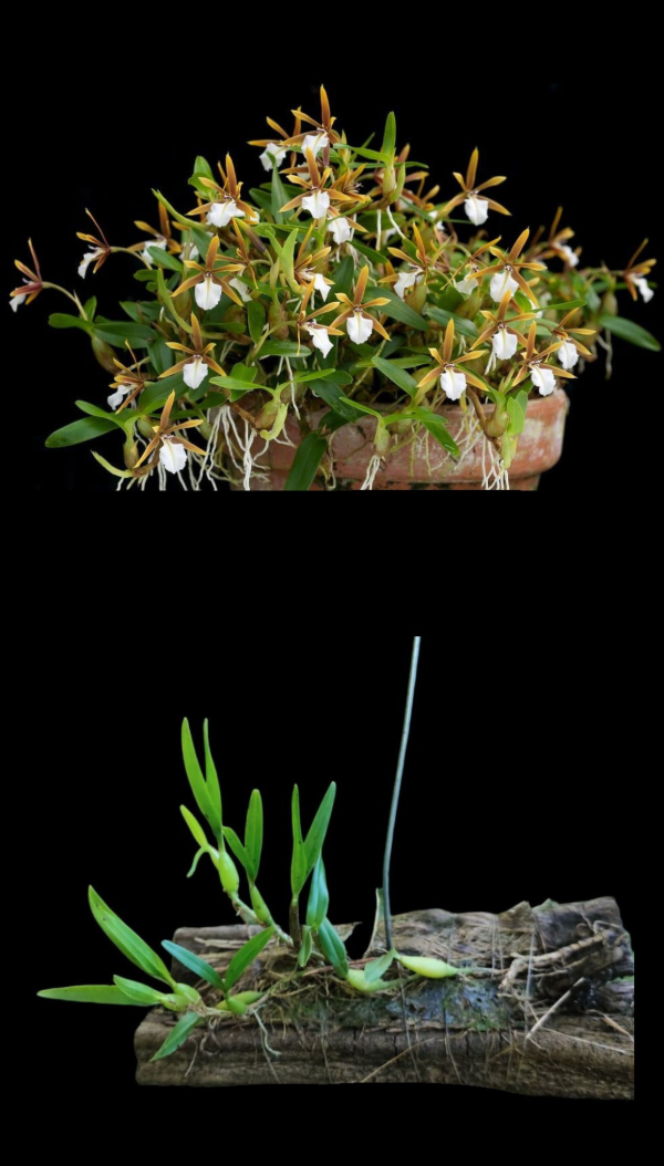Producto - Dinema Polybulbon