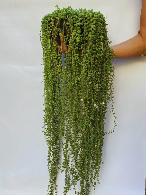 Producto - Rosario gota XL en bols N18