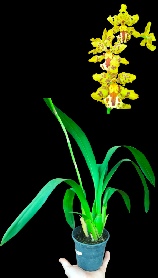 Producto - Oncostele Hansueli Isler