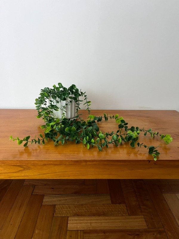 Producto - Dischidia Colgante Sin Riego 110cm