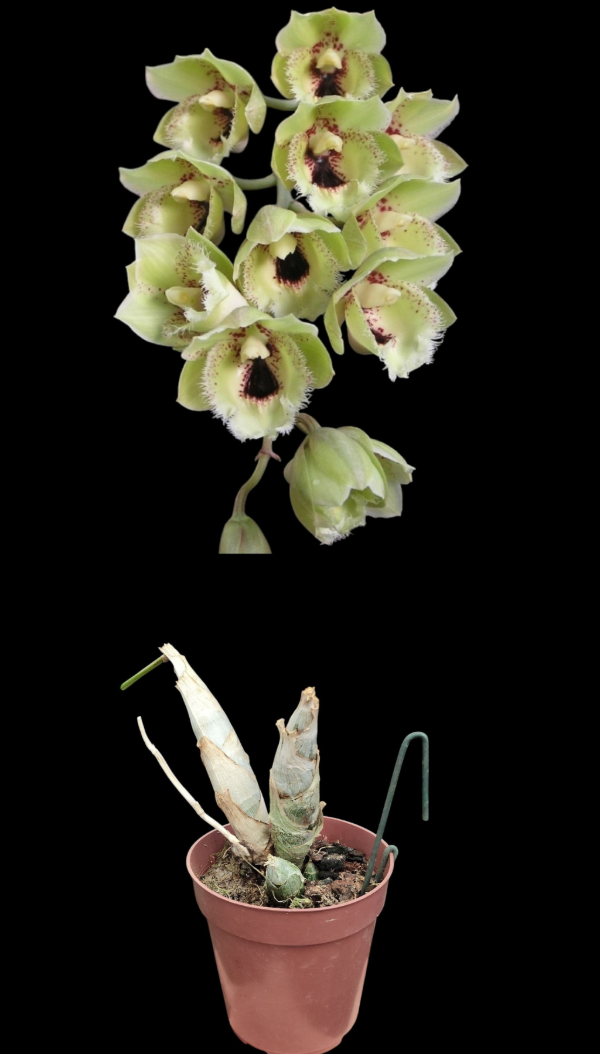 Producto - Clowesetum Creative Lantern