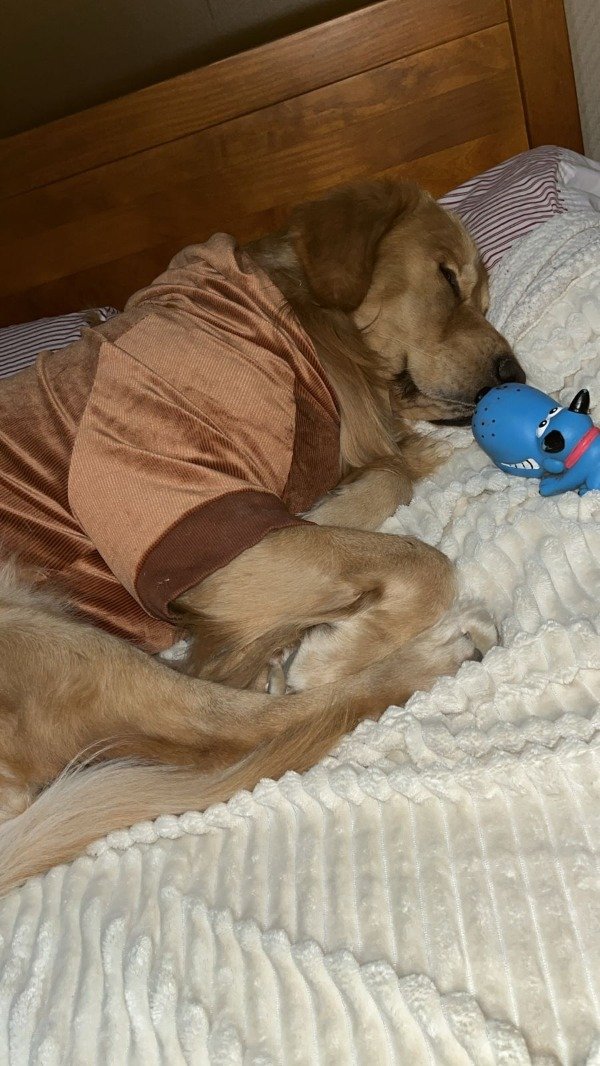 Producto - Buzo  PLUSH  MORLEY urbano - 4