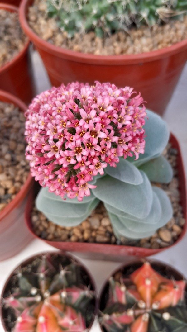 Producto - Crassula Morgan's Beauty