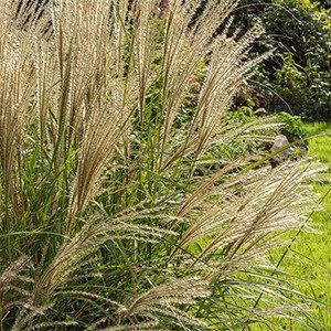 Producto - Miscanthus sinensis 'Gracillimus'