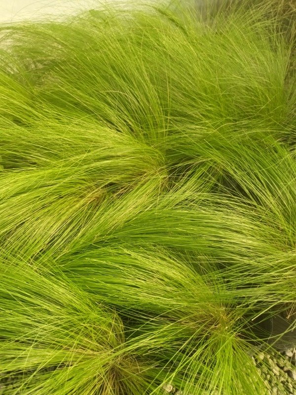 Producto - Stipa - 0