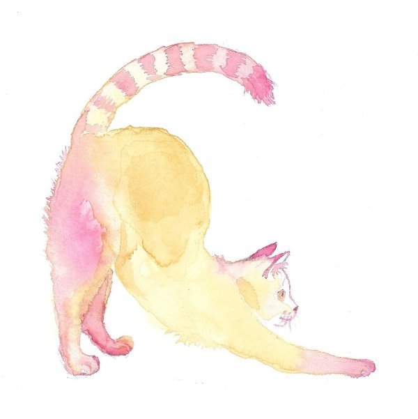 Producto - Gato estirándose