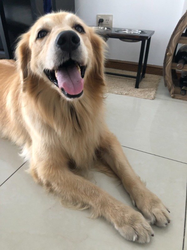 Producto - Comedero En Altura Doble Talle L