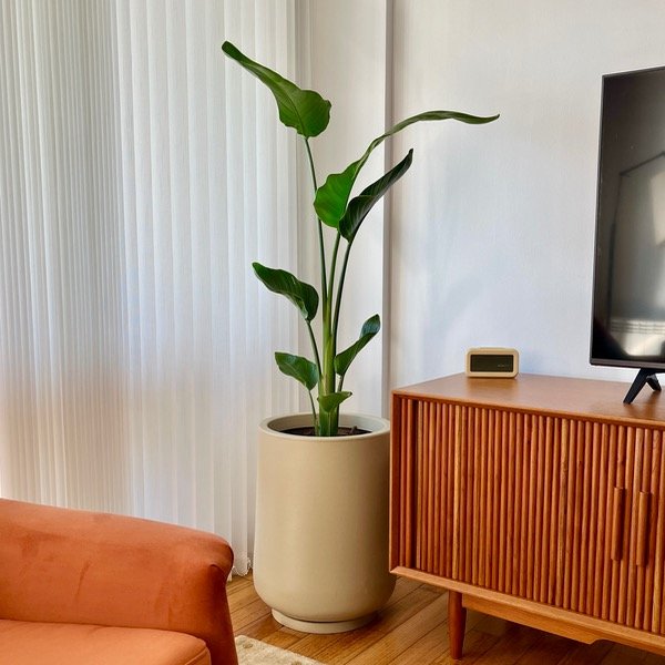 Producto - Strelitzia Nicolai -M-