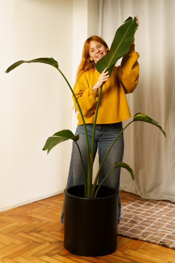 Producto - Strelitzia Nicolai Grande