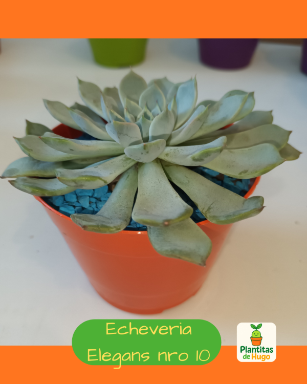 Producto - Echeverias Elegans nro 10