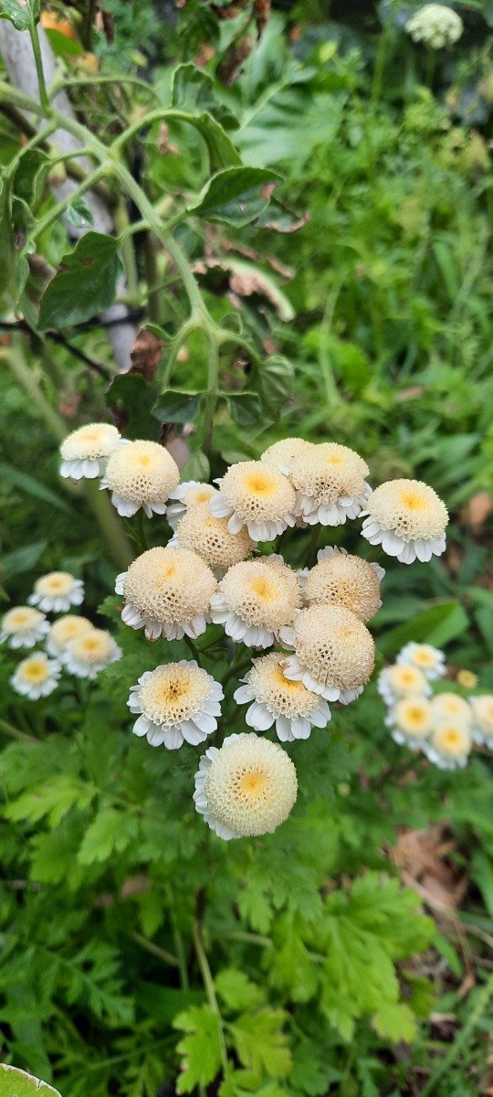 Producto - Tanacetum Parthenium