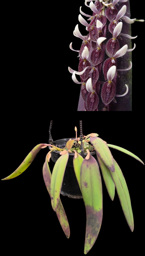 Producto - Pleurothallis Strupfolia