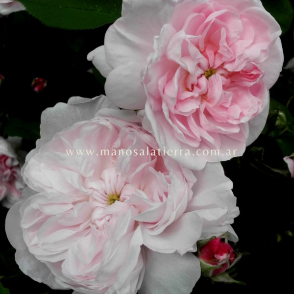 Producto - Rosal Fantin Latour - 10