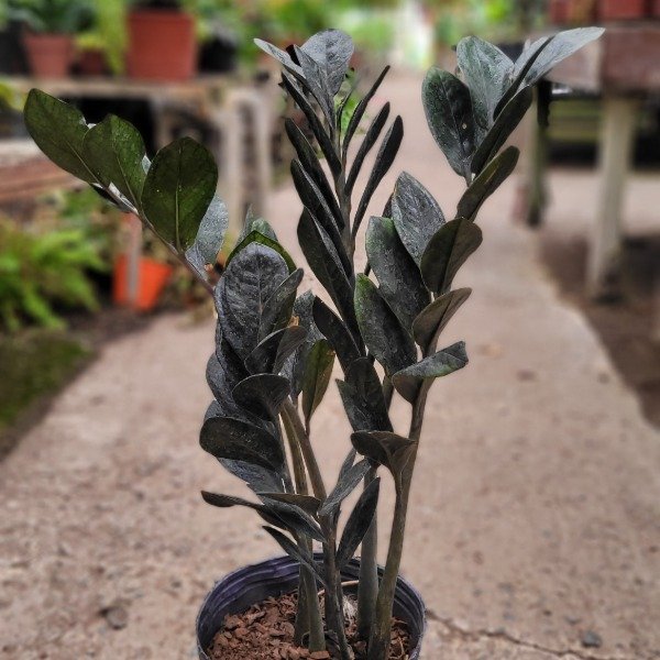Producto - Zamioculca negra
