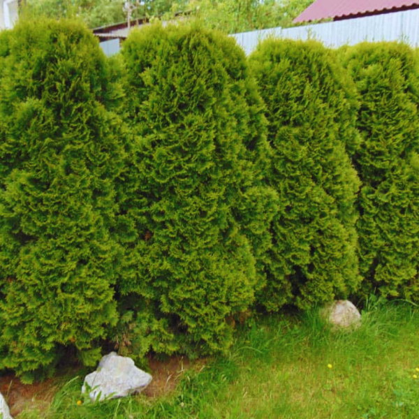 Producto - Thuja / Tuja aurea