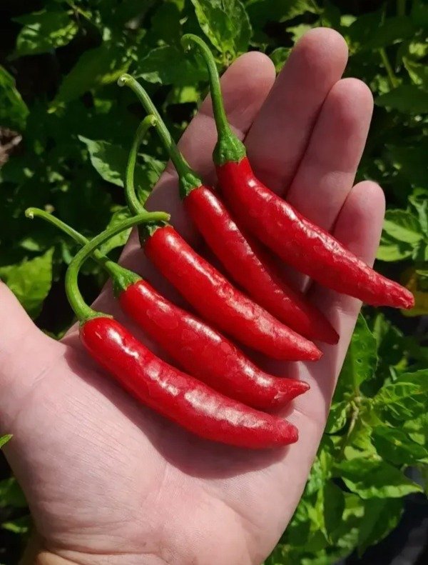 Producto - Combo 150 Semillas de Ajíes Picantes (10 variedades) - 6