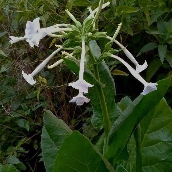 Producto - Nicotiana sylvestris - Tabaco silvestre - Perfumada - jardín nocturno - 2