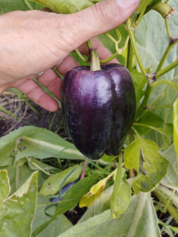 Producto - Morrón violeta