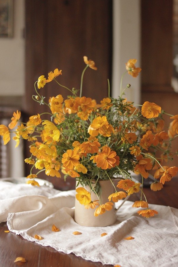 Producto - Cosmos sulphureus - "Mirasol" - 0