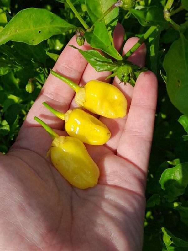 Producto - 10 Semillas de Ají 7 Pot Bubblegum Yellow - 1