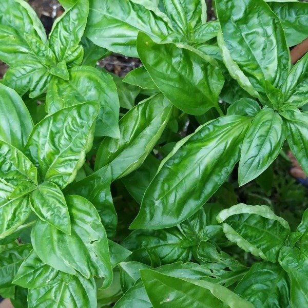 Producto - Albahaca genovesa verde