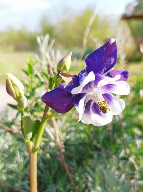Producto - AQUILEGIA VULGARIS