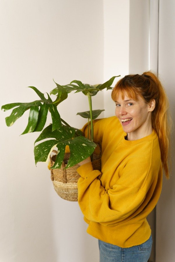 Producto - Monstera Thai Constellation