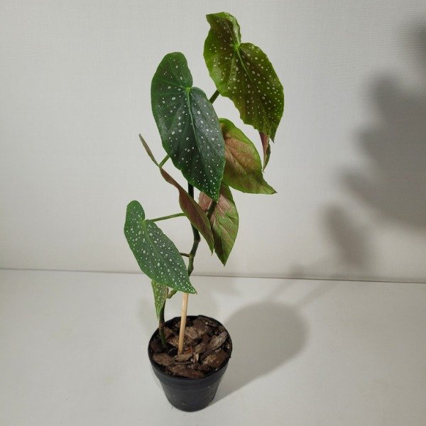 Producto - Begonia lucerna