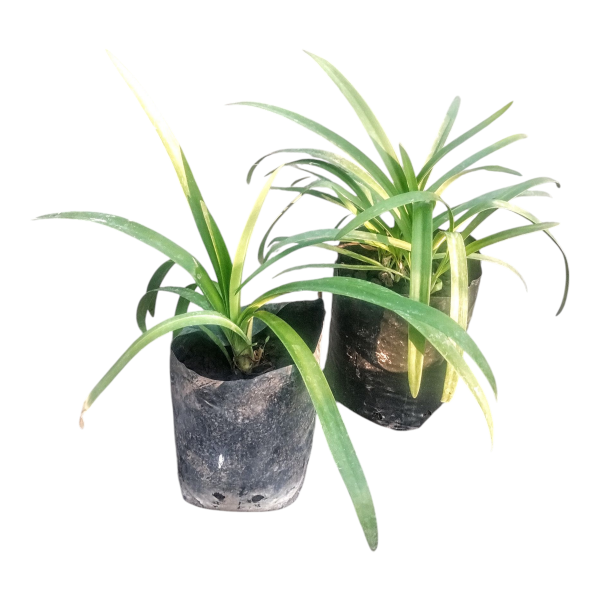 Producto - Agapanthus (flor blanca) - 3 litros