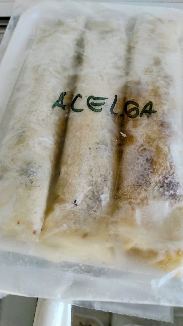 Producto - CANELONES DE ACELGA X 3 UNIDADES CELIBAHIA