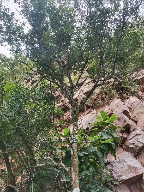 Producto - GUINDILLO  / BLANQUILLO (Sebastiania commersoniana)