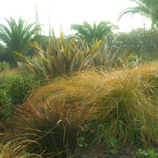 Producto - Carex Testacea - 1