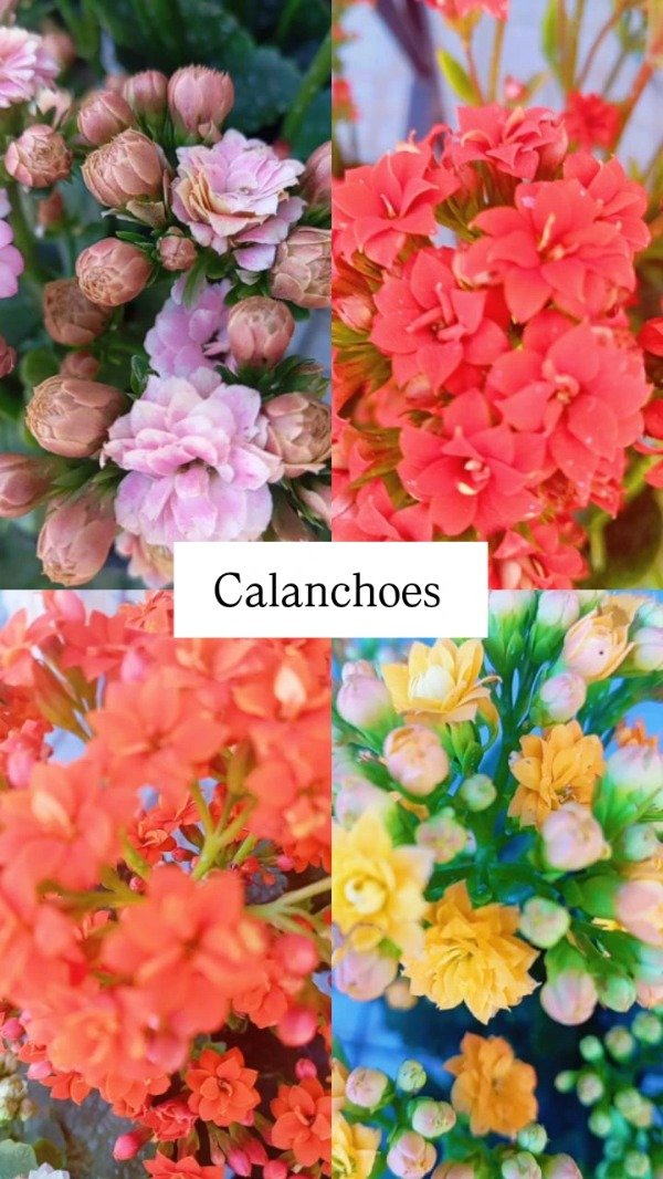 Producto - Calanchoes