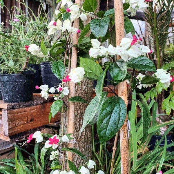 Producto - Clerodendrum - 2
