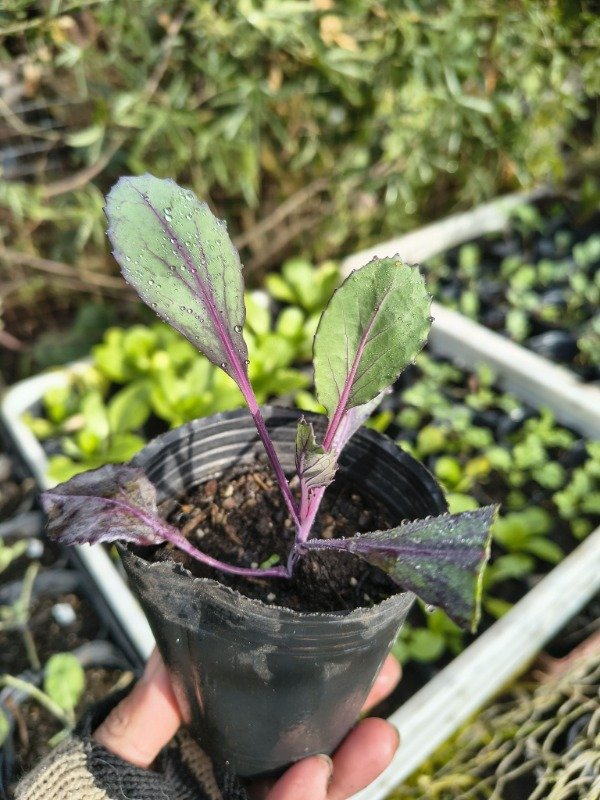 Producto - Repollo Morado